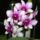 Orchideak_10_dendrobium_1716652_6422_t