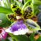 Orchideák 10; Zygopetalum