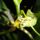 Orchideak_11_1716678_6012_t