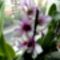 Orchideák 11,  Dendrobium