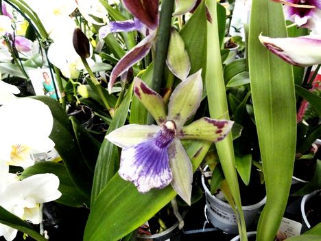 Orchideák 11; Zygopetalum