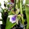 Orchideák 11; Zygopetalum