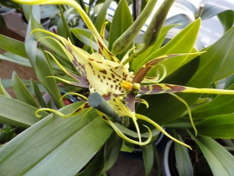 Orchideák 12
