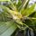 Orchideak_12_1716679_4632_t