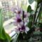 Orchideák 12, Dendrobium
