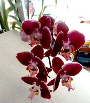 Orchideák 13