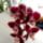 Orchideak_13_1716680_6964_t