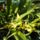 Orchideak_14_1716681_1867_t