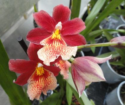 Orchideák 14; Cambria