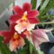 Orchideák 14; Cambria