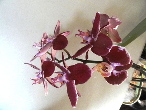 Orchideák 15