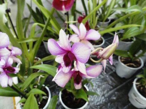 Orchideák 15;Dendrobium