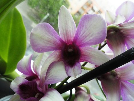 Orchideák 16; Dendrobium