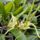 Orchideak_17_1716684_5742_t
