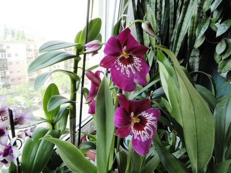 Orchideák 17, Miltónia