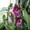 Orchideák 17, Miltónia