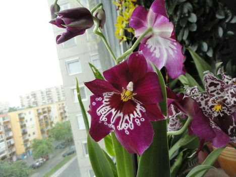 Orchideák 18, Miltónia