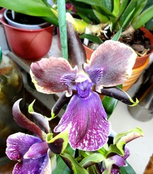Orchideák 18; Zygopetalum