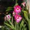 Orchideák 19, Miltónia