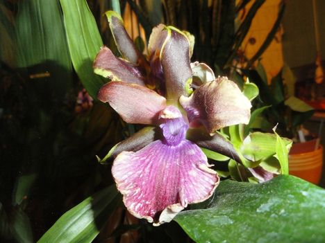 Orchideák 19; Zygopetalum