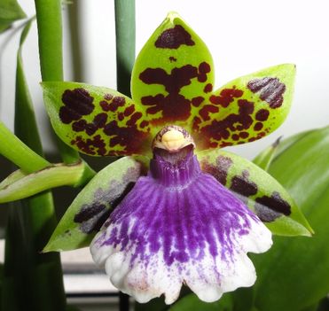 Orchideák 1; Zygopetalum