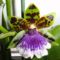 Orchideák 1; Zygopetalum