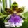 Orchideak_1_zygopetalum_1716730_4617_t