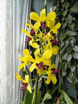 Orchideák 20, Dendrobium