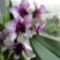 Orchideák 21; Dendrobium