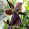Orchideák 21; Zygopetalum