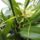 Orchideak_22_brassia_1716689_7679_t