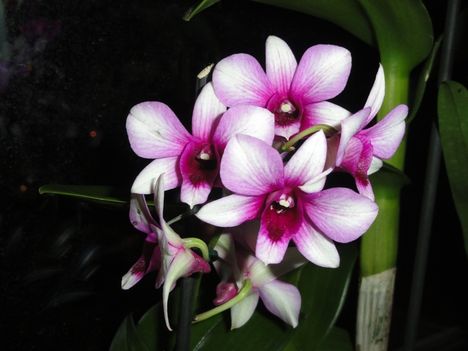 Orchideák 22; Dendrobium