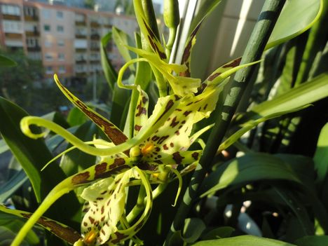 Orchideák 23; Brassia