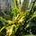 Orchideak_23_brassia_1716690_4378_t