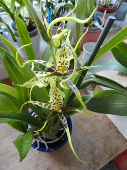 Orchideák 24; Brassia