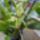 Orchideak_24_brassia_1716691_9162_t