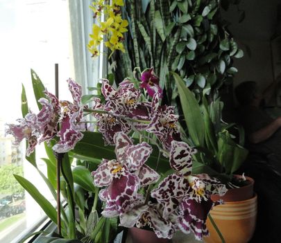 Orchideák 24,Cambria