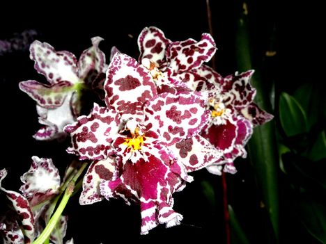 Orchideák 25;Cambria