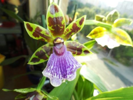 Orchideák 26; Zygopetalum