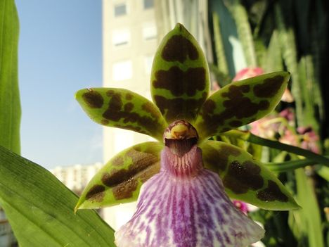 Orchideák 27; Zygopetalum