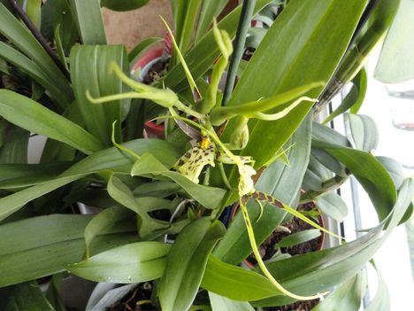 Orchideák 28;  Brassia
