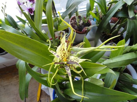 Orchideák 29; Brassia