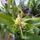 Orchideak_29_brassia_1716696_3237_t