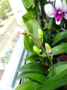 Orchideák 2; Dendrobium
