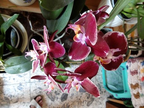 Orchideák 2;Phalaenopsis