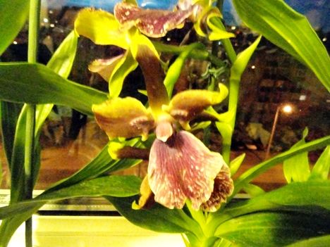 Orchideák 30;  Zygopetalum