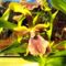Orchideák 30;  Zygopetalum