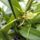Orchideak_31__brassia_1716698_7757_t