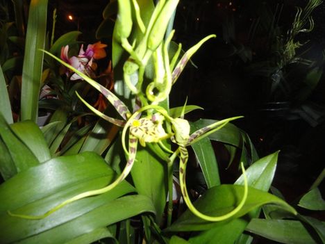 Orchideák 32;  Brassia