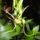 Orchideak_32__brassia_1716699_8993_t